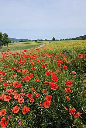 Mohnblumen