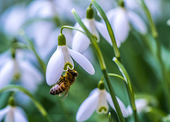 Die Biene ist ganz süchtig nach dem süsslichen Nektar!