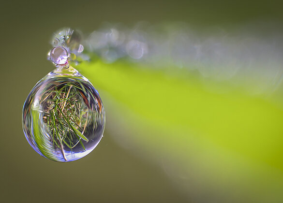 Tautropfen im Gras - Gras im Tautropfen