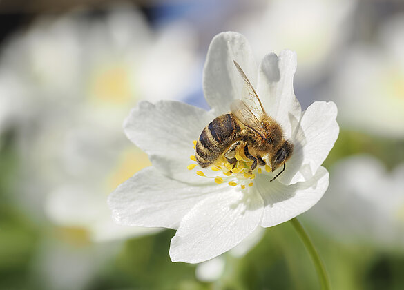 Biene nascht am Pollen des Buschwindröschens