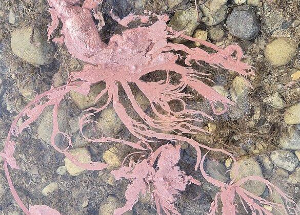 Kunstwerk? Nein Rotalgen im Baldeggersee