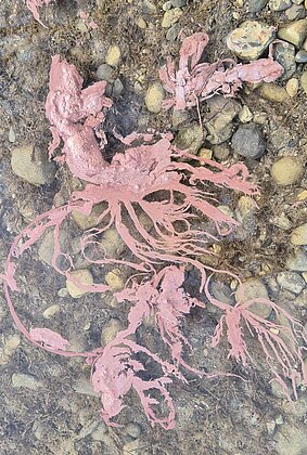 Kunstwerk? Nein Rotalgen im Baldeggersee