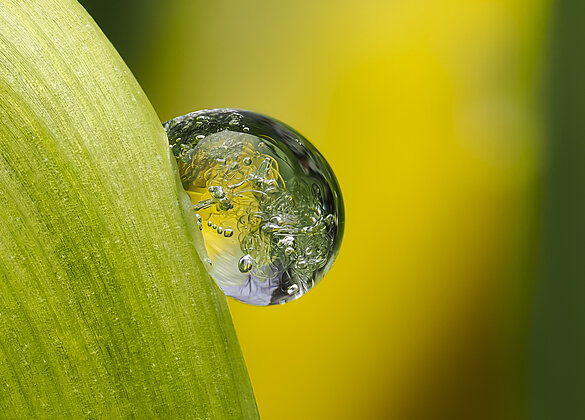 Eisiger Tropfen an blühender Narzisse