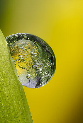 Eisiger Tropfen an blühender Narzisse