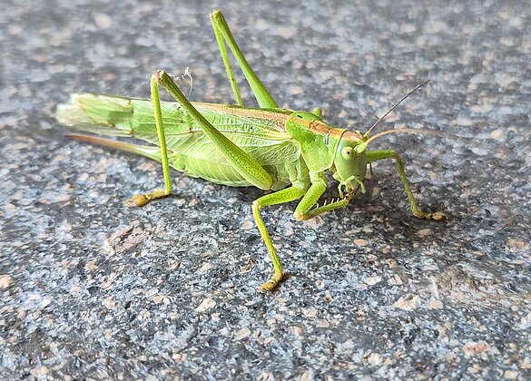 Grüner Sonntagsbesuch
