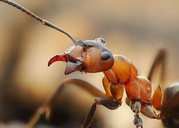 Rote Waldameise mit einem Tautropfen auf dem Kopf