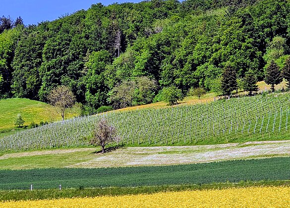 Farbenpracht