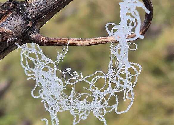 Schafwolle, Faszination Natur