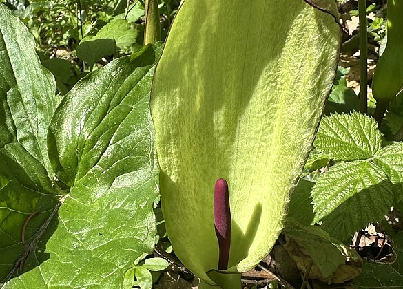 Gefleckter Aronstab (giftig). Entdeckt im Heideggerwald