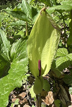 Gefleckter Aronstab (giftig). Entdeckt im Heideggerwald