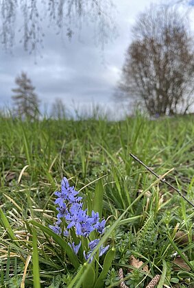 Da blühen sie wieder, die Taubenknöpfe/Scilla bifolia
