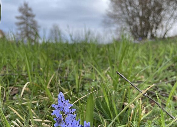 Da blühen sie wieder, die Taubenknöpfe/Scilla bifolia
