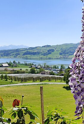 Blauregen
