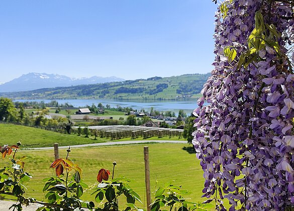 Blauregen