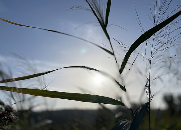 Gräser in der August-Abendsonne