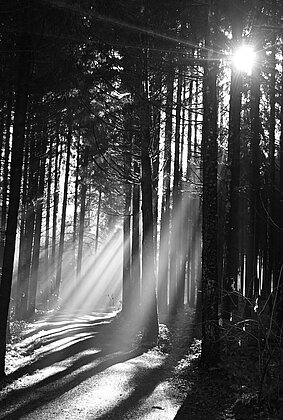 Licht und Schattenspiel mit Nebel