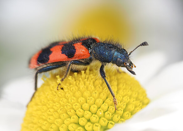 Bienenkäfer auf einer Margarite