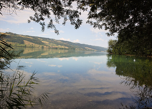 Spaziergang am Baldeggersee