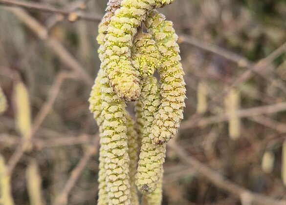 Haselnussblüten
