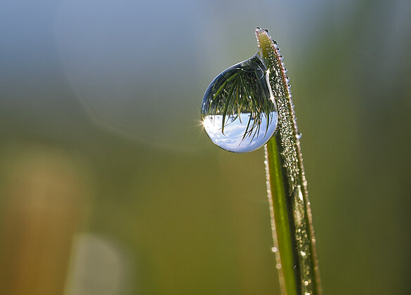 Die Tautropfen glitzerten heute Morgen auf der Wiese.