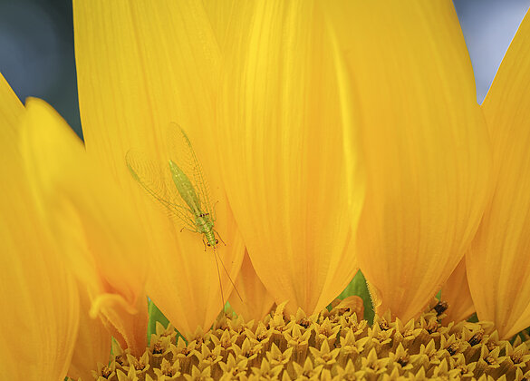 Gemeine Florfliege auf Sonnenblume