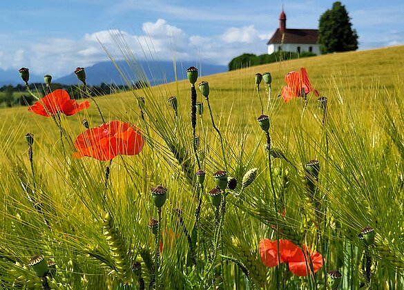 Getreidefeld mit Mohn, Kapelle Urswil im Hintergrund.