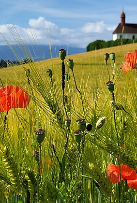 Getreidefeld mit Mohn, Kapelle Urswil im Hintergrund.