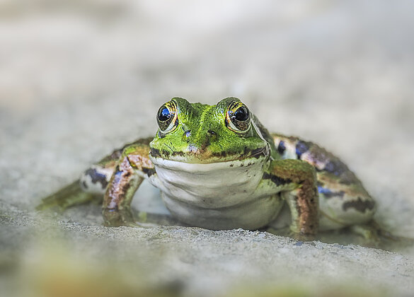 Wasserfrosch hat gut lachen, er kann sich abkühlen