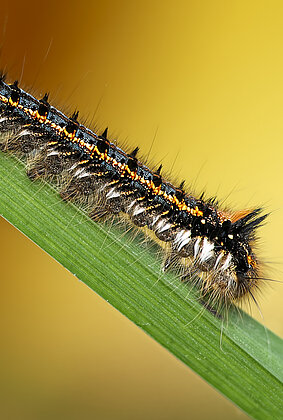 Raupe der Grasglucke vor dem bunten Herbstlaub