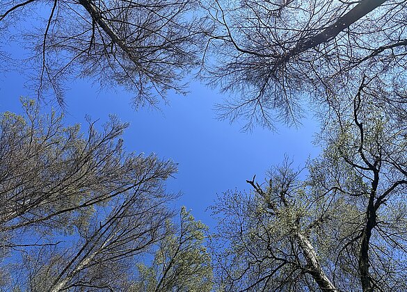 Waldbaden - immer wieder schön!