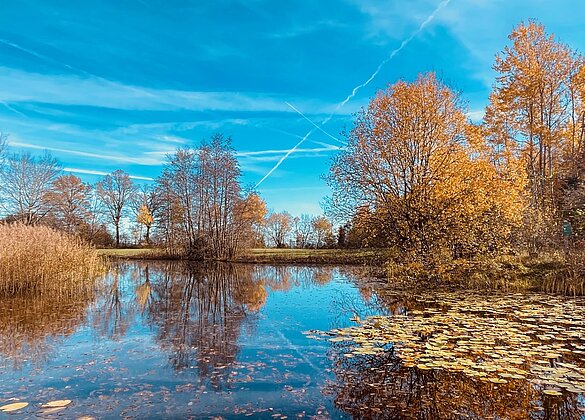 Goldiger Herbst im Vogelmoos 