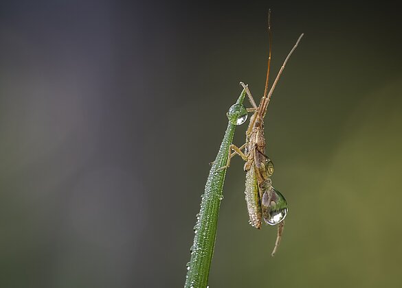 Nasse Wanze in taunassem Gras