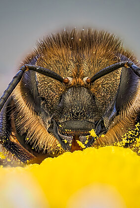 Biene beim Naschen am Gänseblümchen