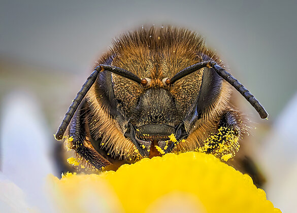 Biene beim Naschen am Gänseblümchen