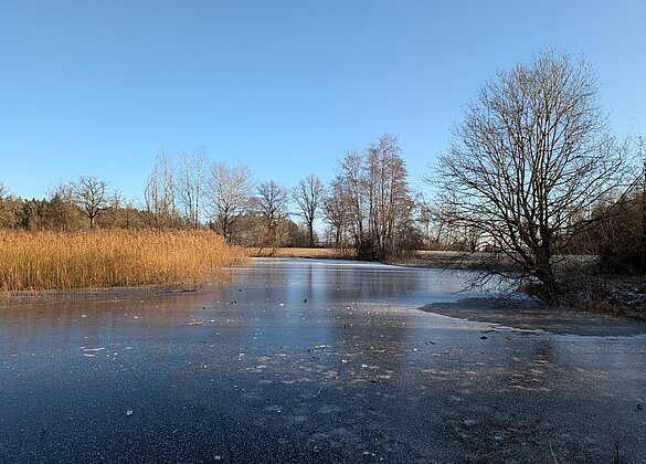 Eisiger Silvestermorgen im Vogelmoos