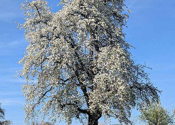 Birnbaum im prächtigen Frühlingsgewand
