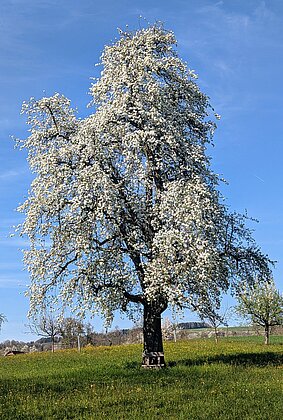 Birnbaum im prächtigen Frühlingsgewand