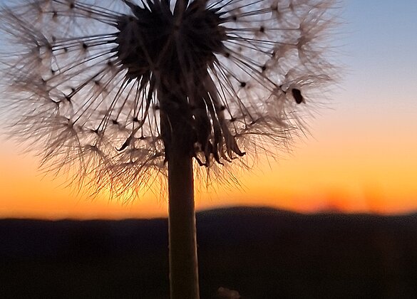 Sonnenuntergang in Müswangen 