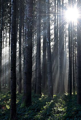 Licht und Schattenspiel.