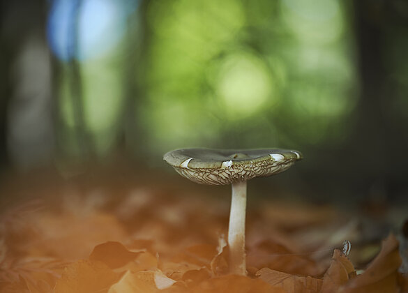 Erst wenige Pilze sind im Wald zu finden