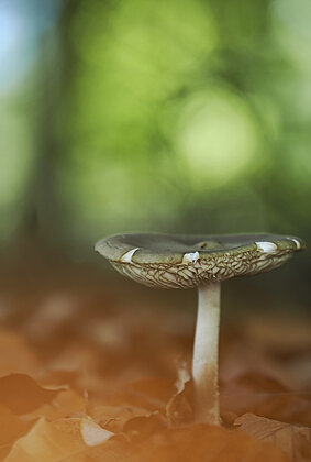 Erst wenige Pilze sind im Wald zu finden