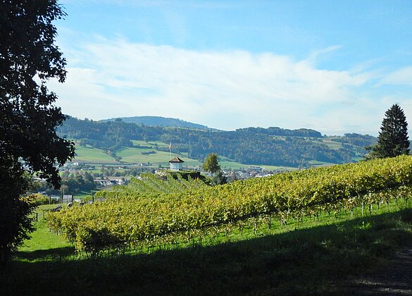 Herbstlicher Weinberg in Hitzkirch.