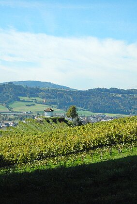Herbstlicher Weinberg in Hitzkirch.