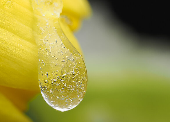 Gefrorene Tropfen an gelber Narzisse
