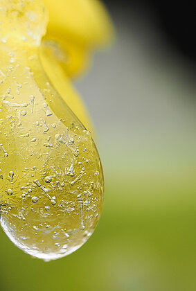 Gefrorene Tropfen an gelber Narzisse
