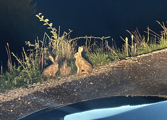 Wildhasentreffen