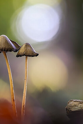 Herbstzeit =Pilzzeit