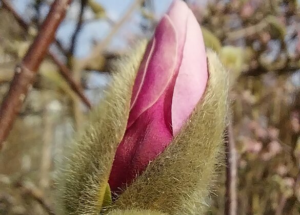 Erste Magnolien spriessen in zarten Farben