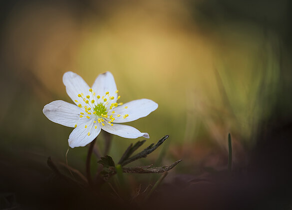 Buschwindröschen blühen schon an sonnigen Orten