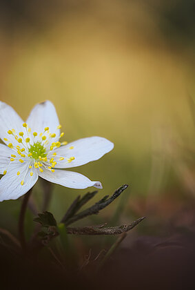 Buschwindröschen blühen schon an sonnigen Orten